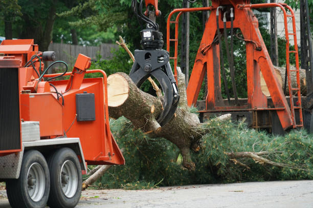 Best Tree Risk Assessment  in Beacon, NY